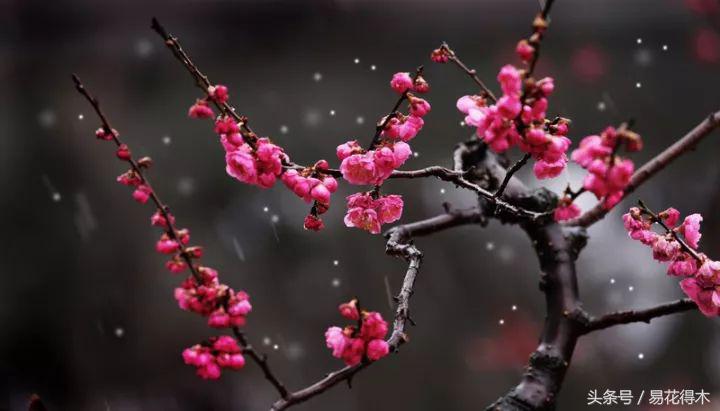 全国各地市花大全,全国城市市花