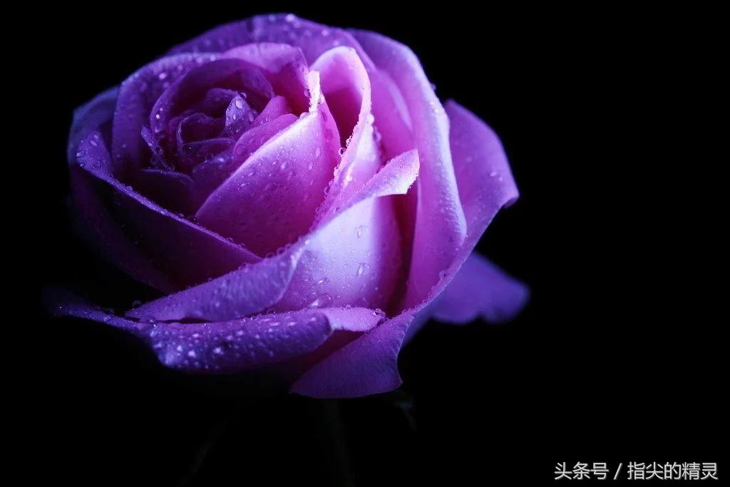 拍摄花卉组图大全,冬天拍玫瑰花图片大全