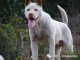 狗年说狗漫谈中国古代的狗,狗年说狗相声