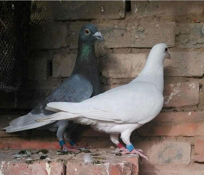 春季到了，鸽子进入了繁殖期，这些事情你做了吗？
