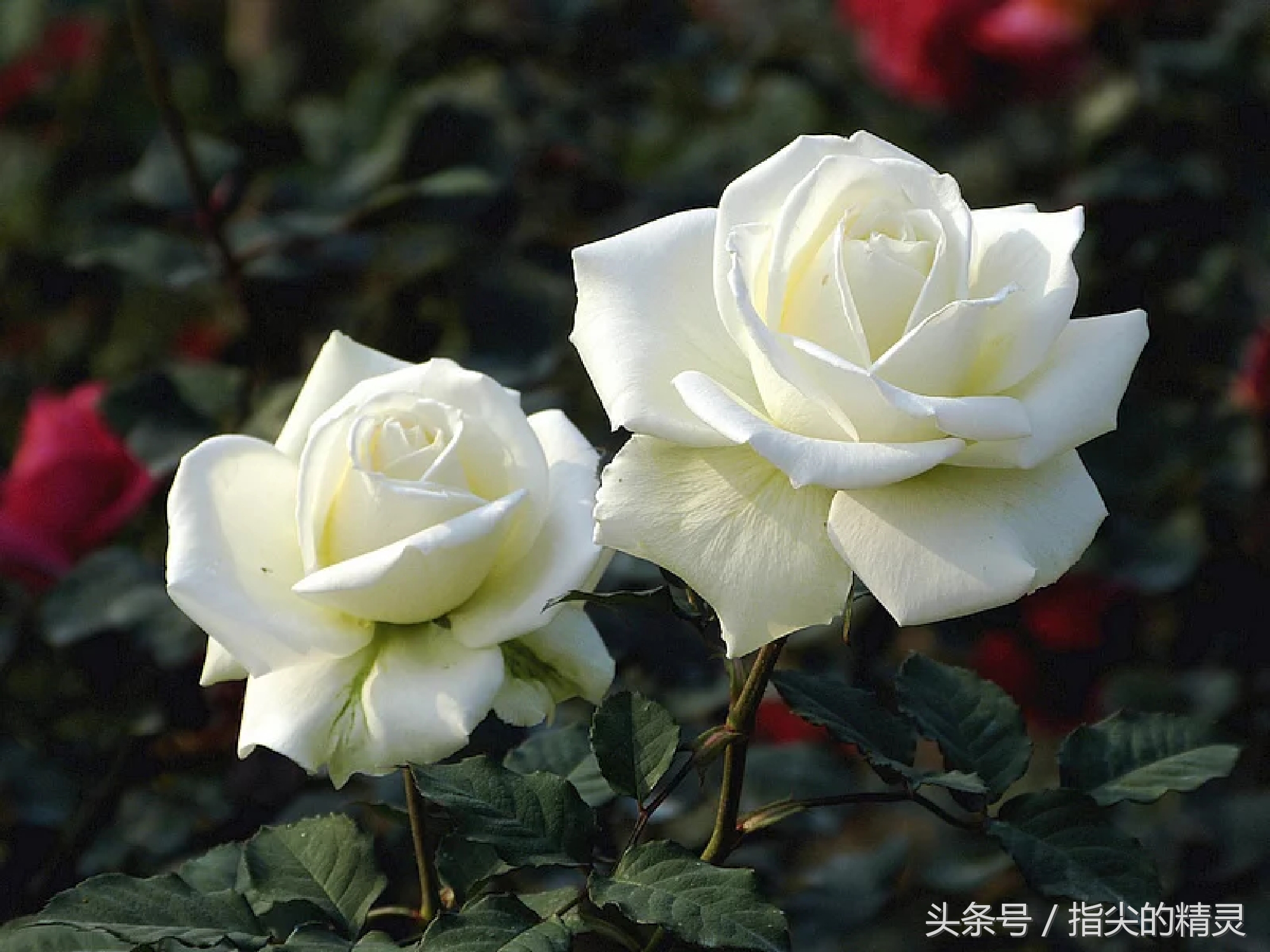 拍摄花卉组图大全,冬天拍玫瑰花图片大全