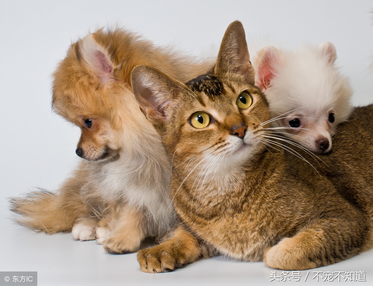 猫三狗四是什么梗,猫三狗四