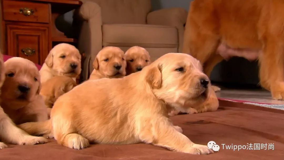 吐槽完了狗年单品，你给你的狗主子买了什么？