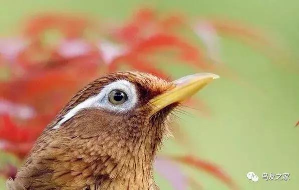 画眉产地怎么区分,画眉产地