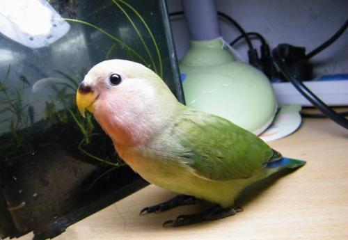 宠物鸟急救技巧,宠物鸟骨折了怎么包扎