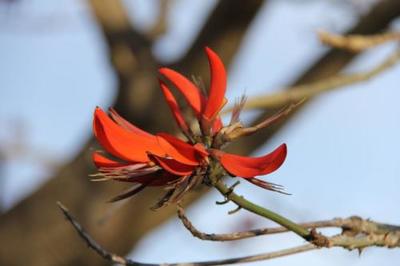 荆棘鸟——生命的魅力就在于她那短暂的过程中创造着的美丽