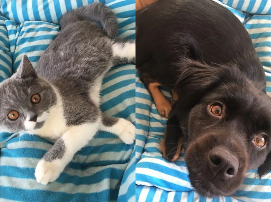 抢红包激动视频,抢到红包激动手舞足蹈