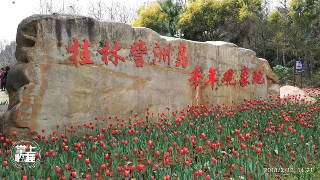 2020桂林訾洲公园郁金香盛开,桂林訾洲公园郁金香花期