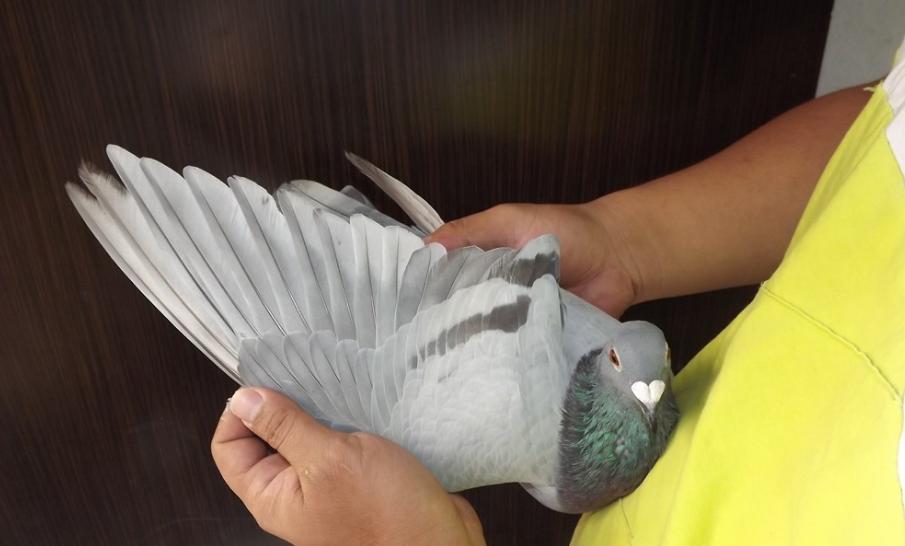 春季到了，鸽子进入了繁殖期，这些事情你做了吗？