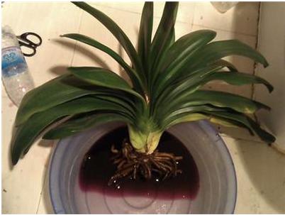 家里养的花死了怎么救活,家里养的花死了一生不愁吃穿