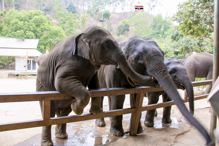 泰国清迈县旅行者,清迈佛寺之城等你采撷的泰北玫瑰