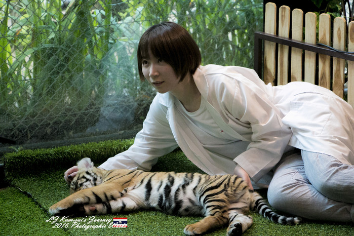 清迈佛寺之城等你采撷的泰北玫瑰,清迈环球旅行家