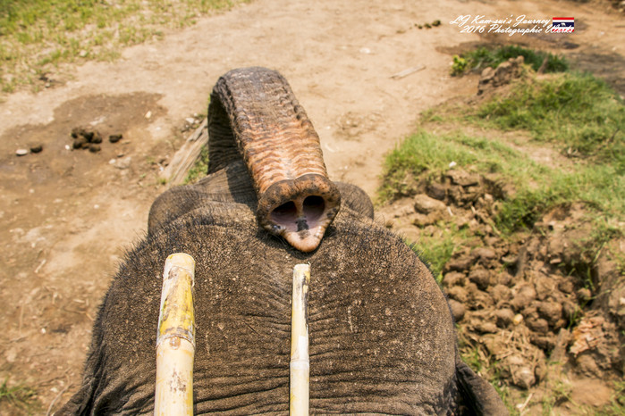 清迈佛寺之城等你采撷的泰北玫瑰,清迈环球旅行家