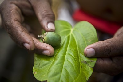 吃槟榔患癌率,嚼槟榔患癌的症状
