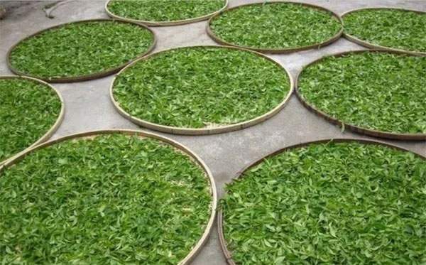 茶之路书籍,茶之路全文免费阅读