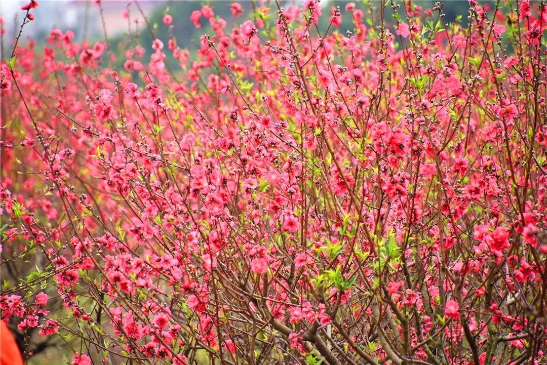 还未脱单？元宵前去东湾村吧，邂逅浪漫！
