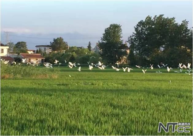 以后，请叫如皋白蒲——“味稻小镇”