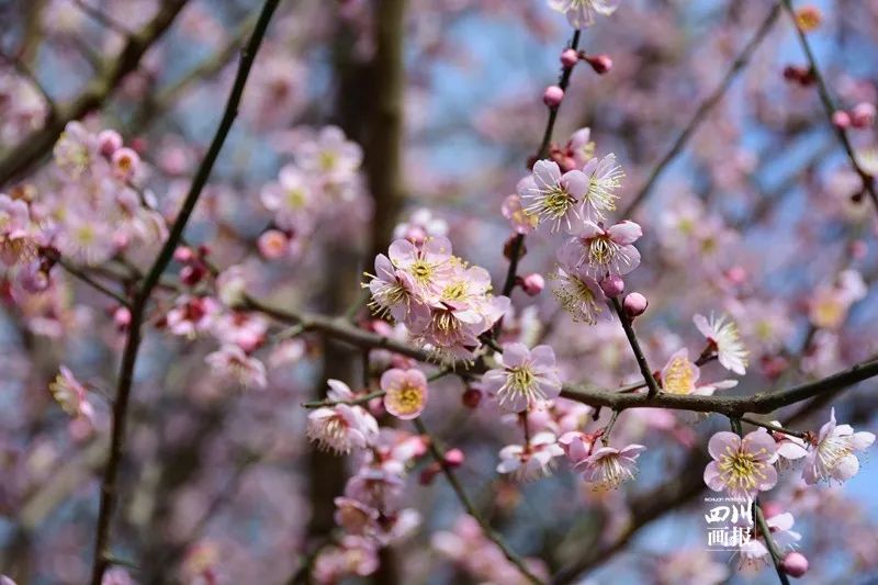 青梅已盛开旅游攻略,青梅已盛开