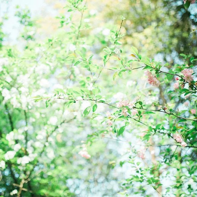 春天养肝喝什么汤好,春天吃乌鸡白凤丸养肝