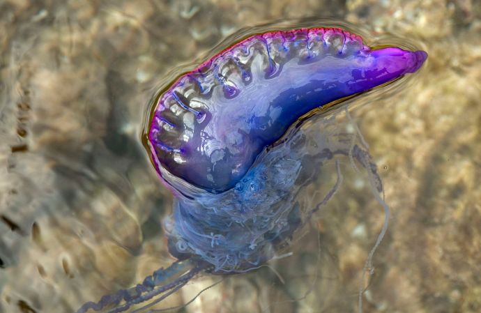 海洋探秘蓝鲸的秘密,海洋探秘的资料有哪些