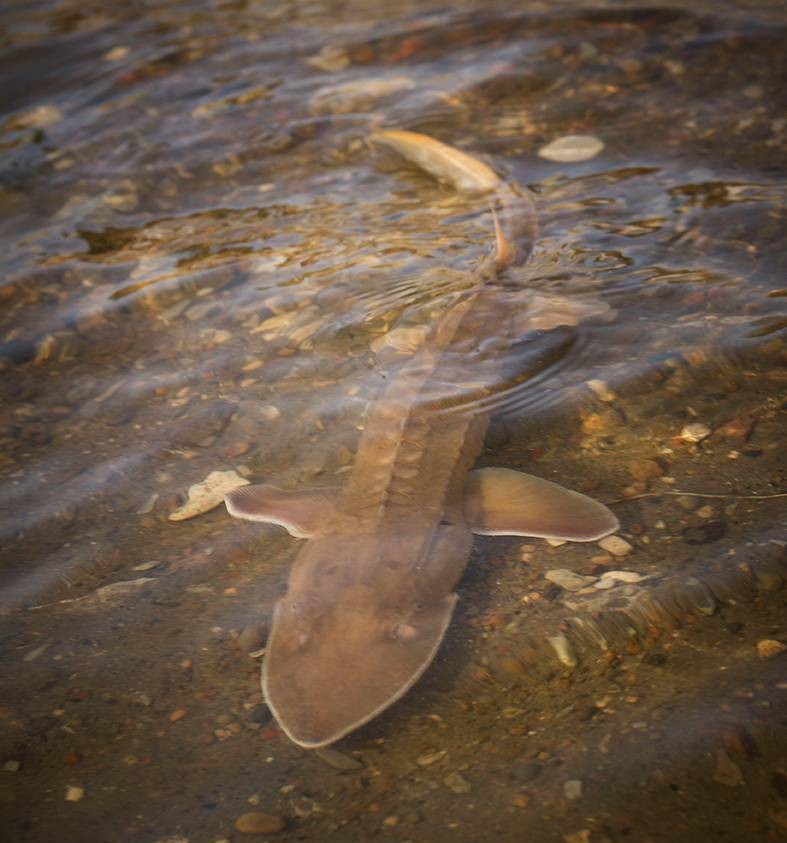 顶级鱼子酱是什么鱼产出来的,世界顶级鱼子酱到底是什么滋味