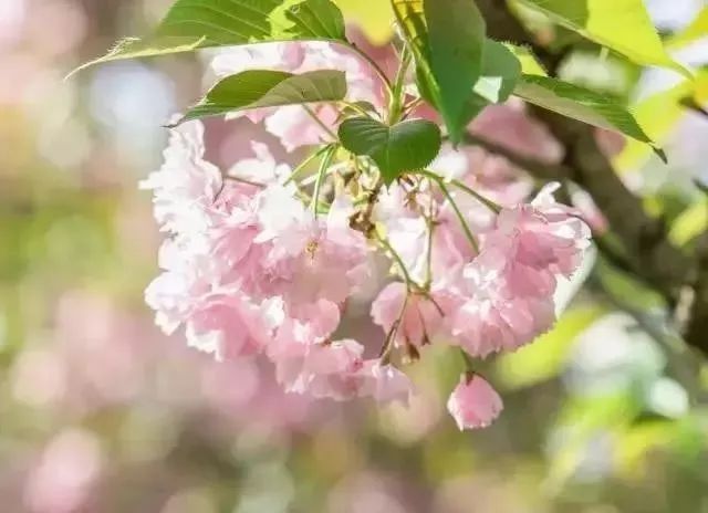 樱花开了!该寻觅浪漫了!请收好这份赏樱地图!