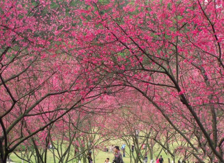 南宁景点热门视频排行榜,南宁十大好玩的免费景点