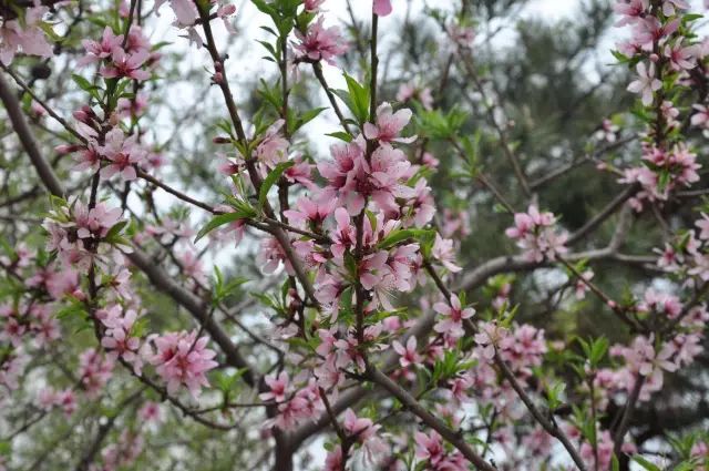 报春技巧,追春的七言诗句