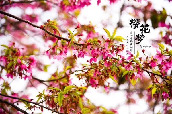 樱花梦日语,永福樱花之旅