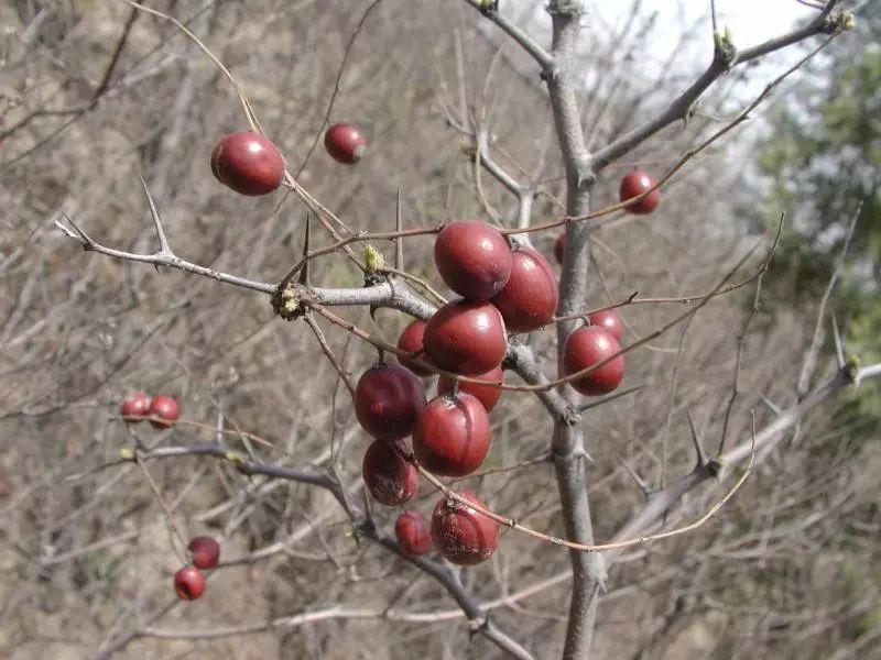 延安特产有哪些,延安特产视频