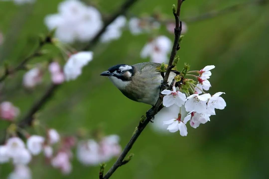 画眉、柳莺……在镇海栖息的这些“小精灵”，你都认识吗？
