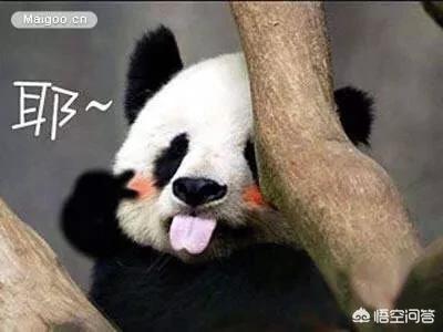 大熊猫吃羊怎么处理,野生大熊猫被什么动物吃了