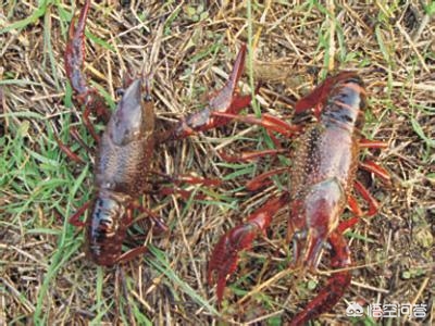 小龙虾养殖的利润,小龙虾养殖投入与利润