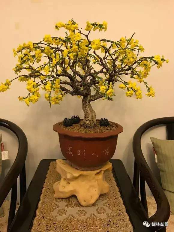 造型独特的迎春花盆景,迎春花盆景有哪些造型特点