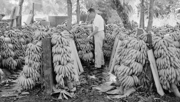 我们自认为美味的香蕉，不过是半个世纪前自然淘汰下的次等品