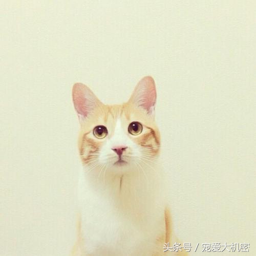 被猫咪抓伤了怎么办会得狂犬病,猫咪抓伤怎么处理