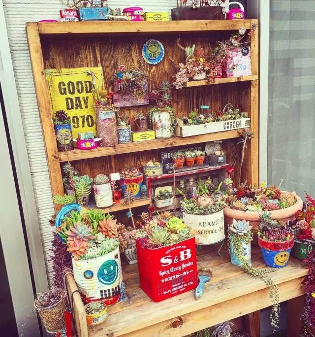 有一家多肉解忧杂货铺是一种怎样的体验