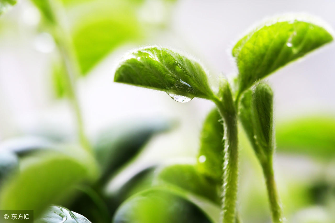 八字年犯八绝如何知道克父还是母,生辰八字克父母有科学依据