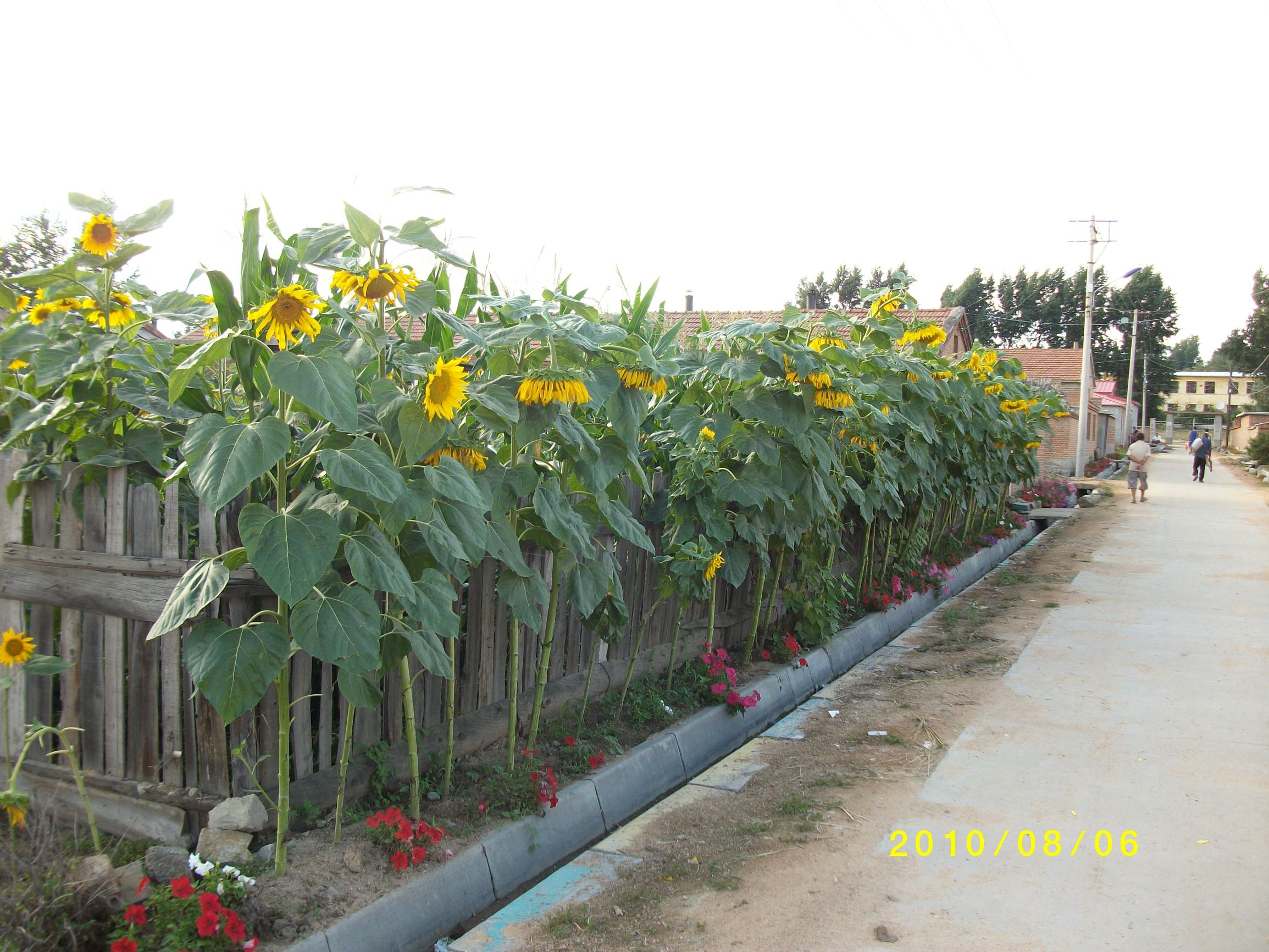 往事成烟---日本人三好武男先生和我的家乡北甸村