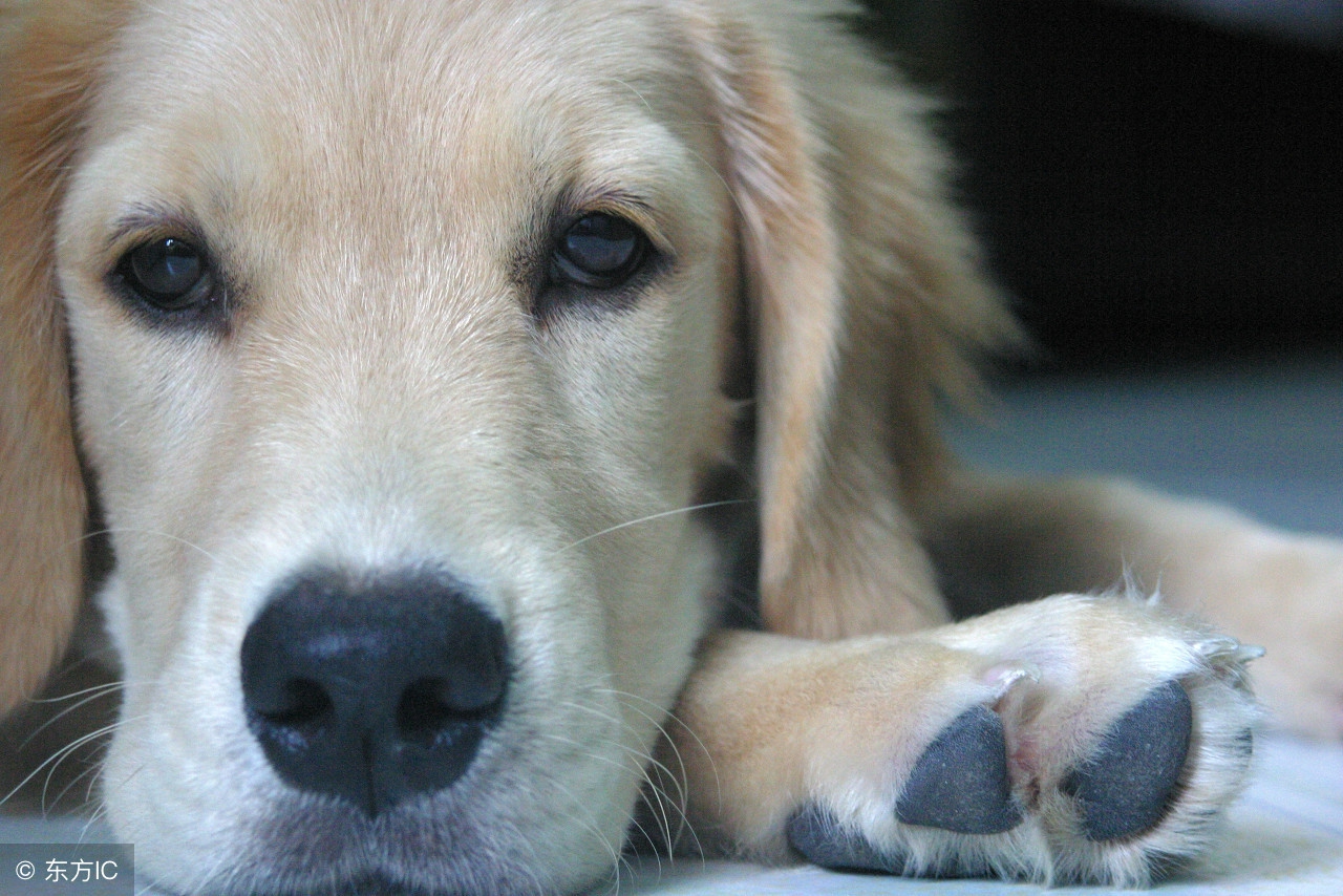 狗年2023运势及运程,狗年运势2018年属相