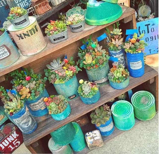 有一家多肉解忧杂货铺是一种怎样的体验