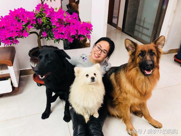 为什么要养狗长毛德牧,长毛德牧是名犬吗