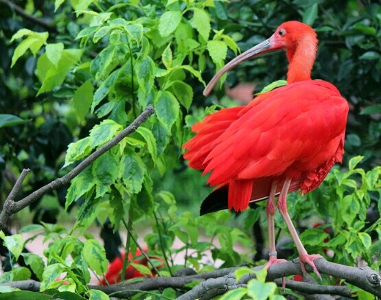 广州长隆飞鸟乐园一日游,广州长隆飞鸟乐园