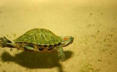 广东家里乌龟冬天怎么养,冬天乌龟怎么养视频教学