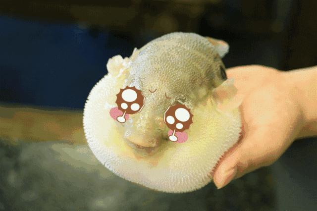 美食界阿虏河豚,美食界的巅峰