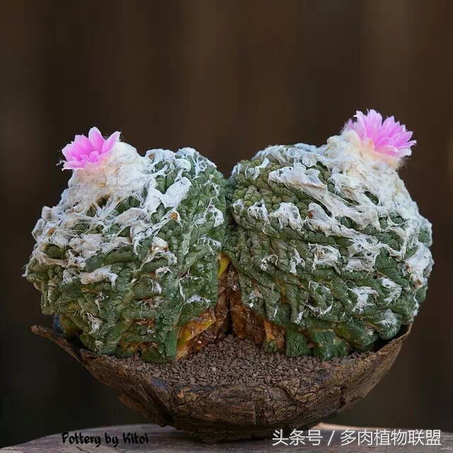 多肉微景观造型图片,国外多肉花园设计