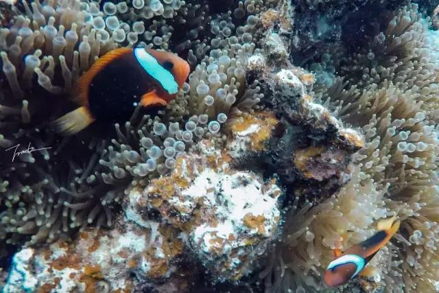 帕劳深度游出海,帕劳深潜体验