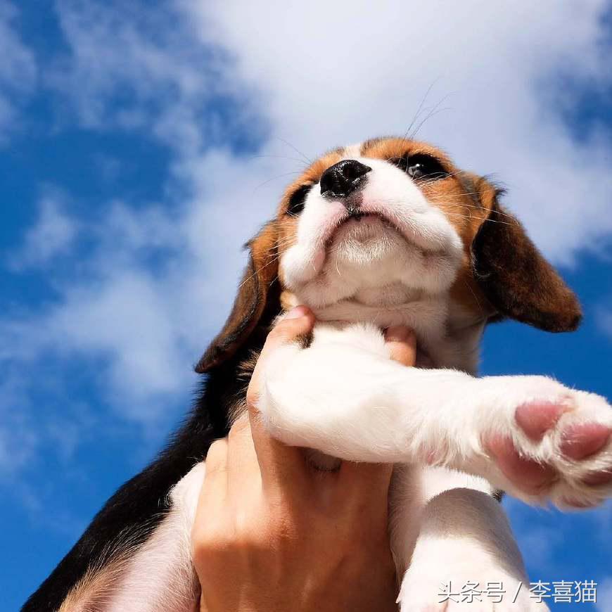 史努比狗是什么狗,史努比的原型是比格还是贝灵顿