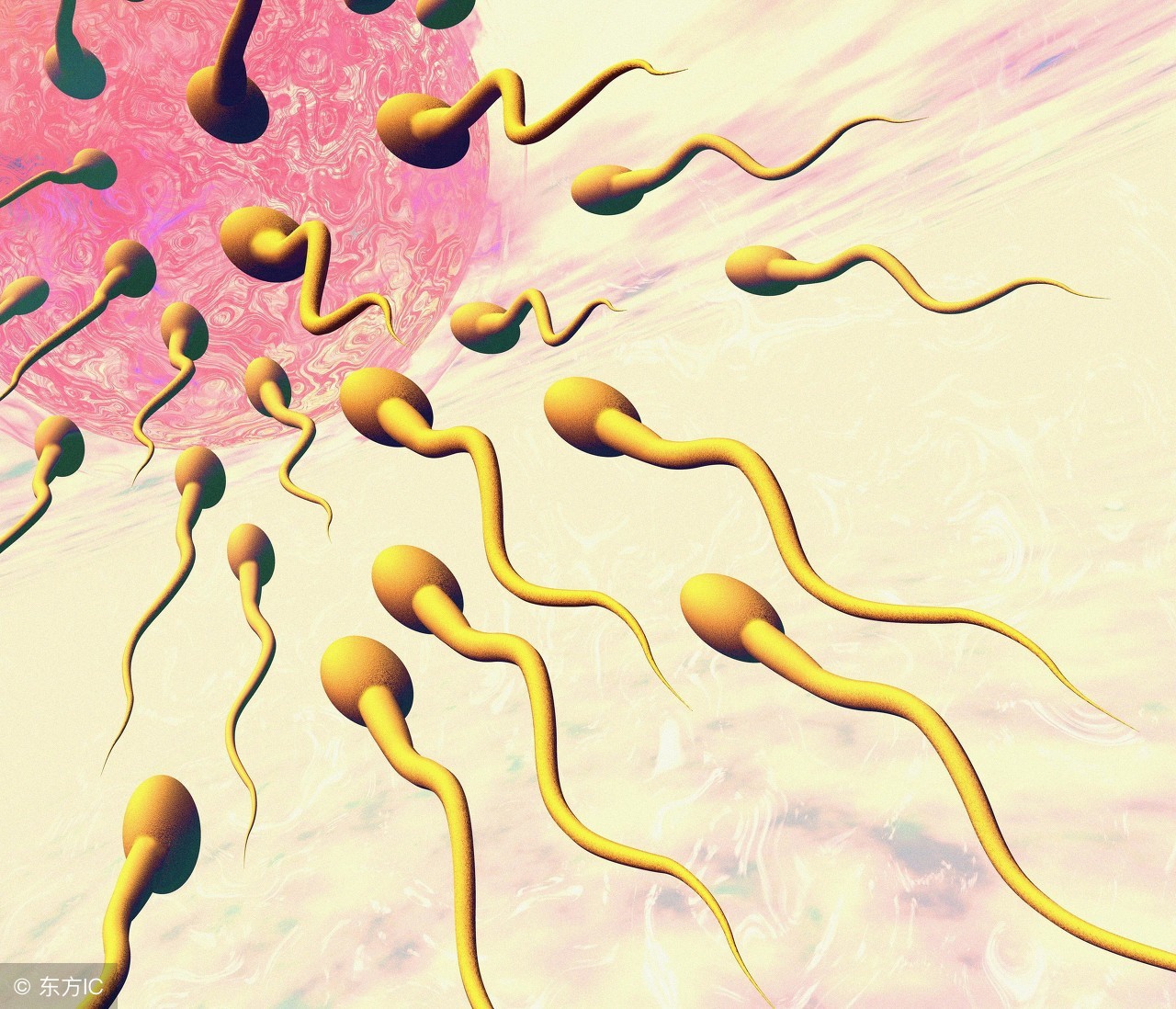 抓住怀孕的黄金时间,怀孕的5个关键期错过一个都不行