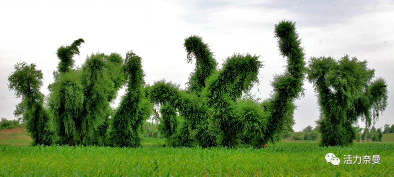 45万人的名片,太漂亮了!!《奈曼人的名片》最新版,45万次!!!精工打造!!!